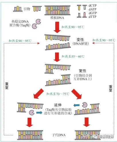 pcr技术，pcr技术是谁发明的