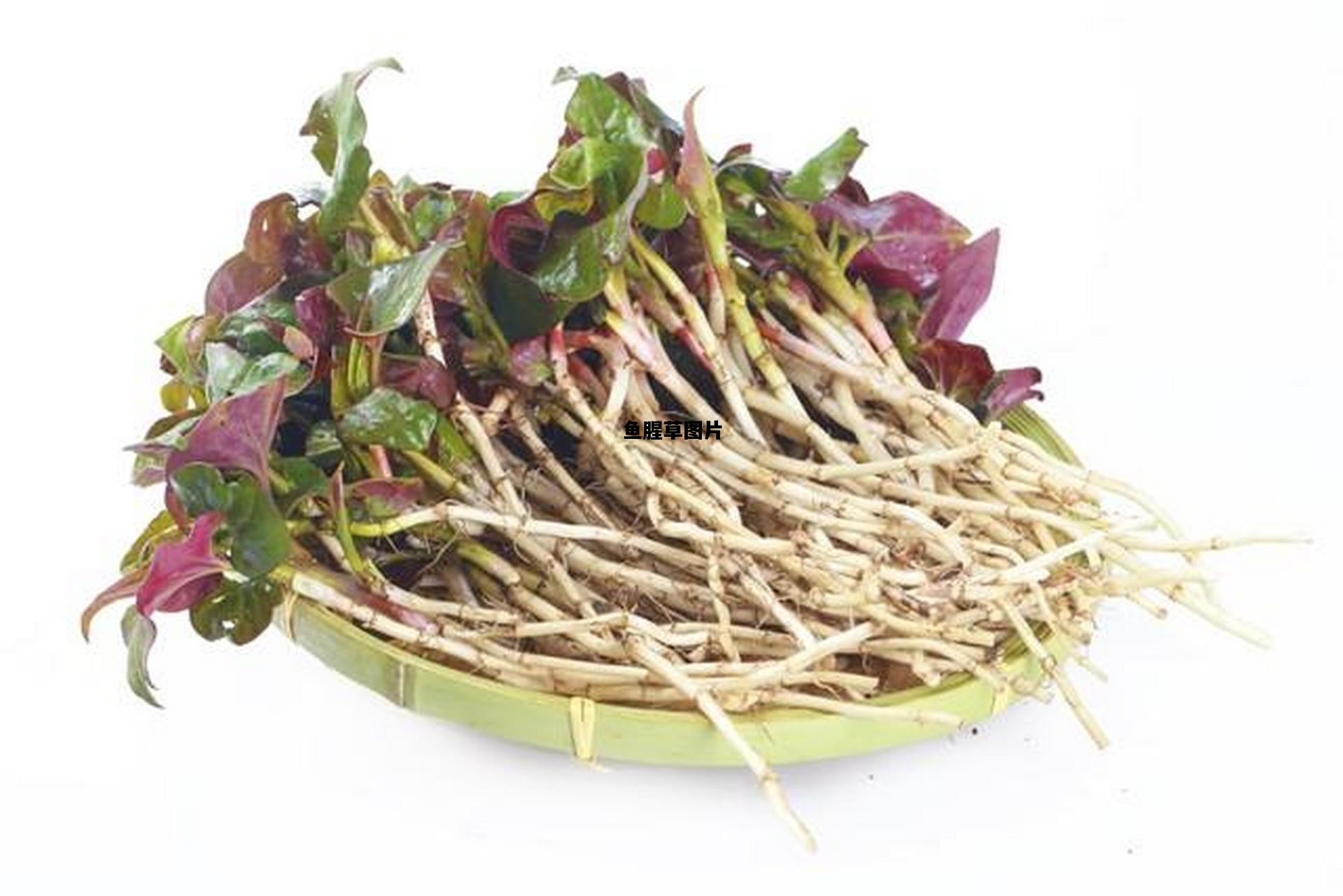 鱼腥草图片，鱼腥草图片及功效