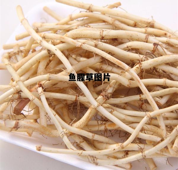 鱼腥草图片，鱼腥草图片及功效