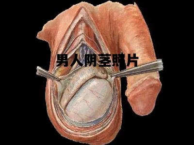 男人阴茎照片，男性鸡儿的照片