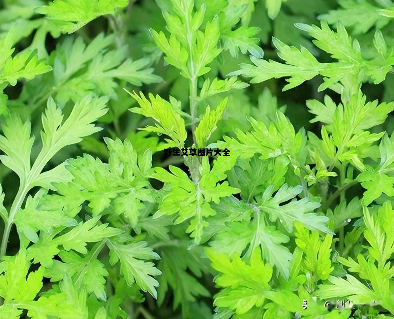 野生艾草图片大全，野生艾草图片大全大图高清