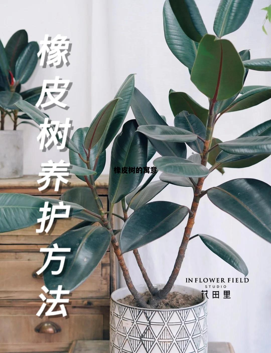 橡皮树的寓意，橡皮树的寓意与风水禁忌