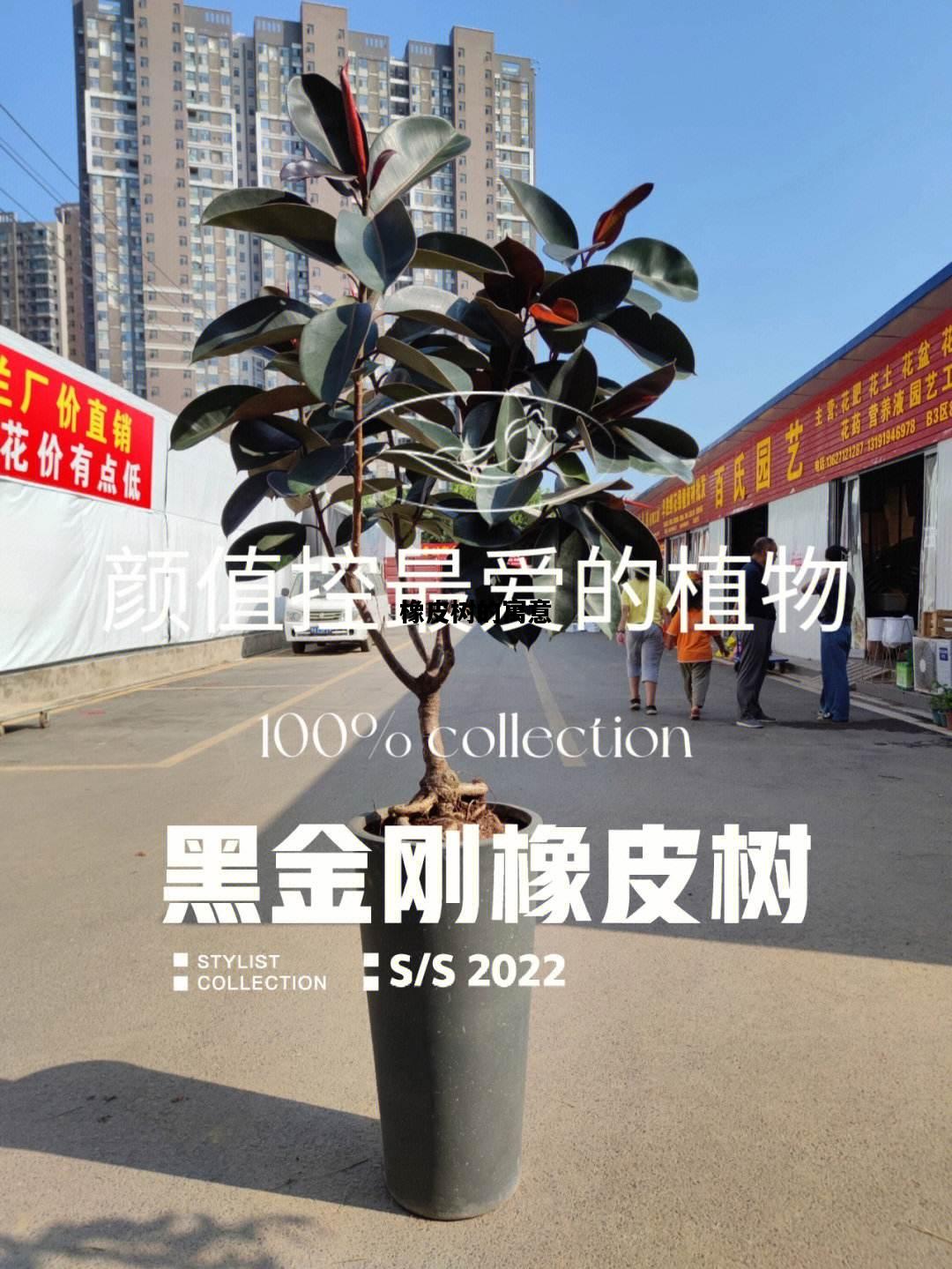 橡皮树的寓意，橡皮树的寓意与风水禁忌