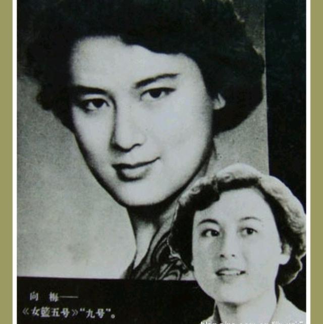 向梅个人资料，向梅个人资料身高
