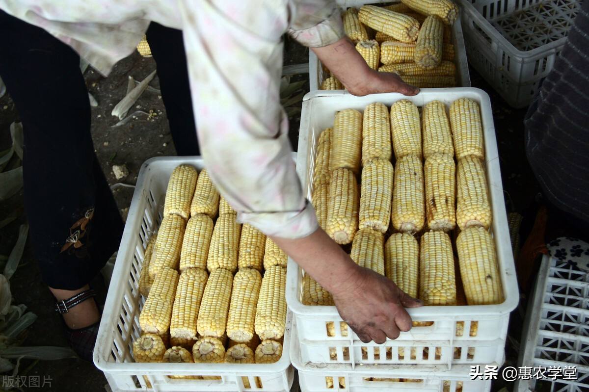 现在玉米价格，一斤玉米多少钱