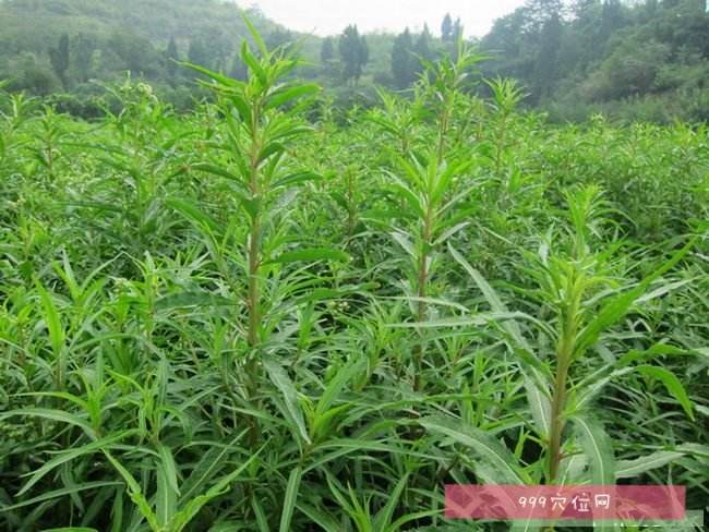 派币的价格314159是真的吗的简单介绍