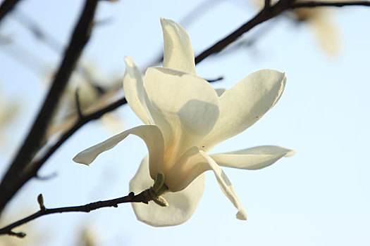 花玉兰，花玉兰法人