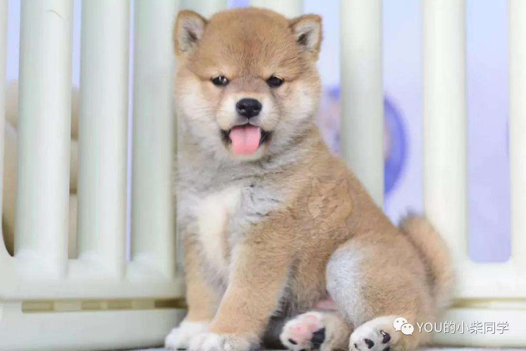 柴犬币实时行情，柴犬币实时行情美元走势