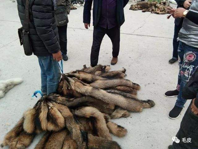 狐狸皮最新市场行情，2019年狐狸皮行情