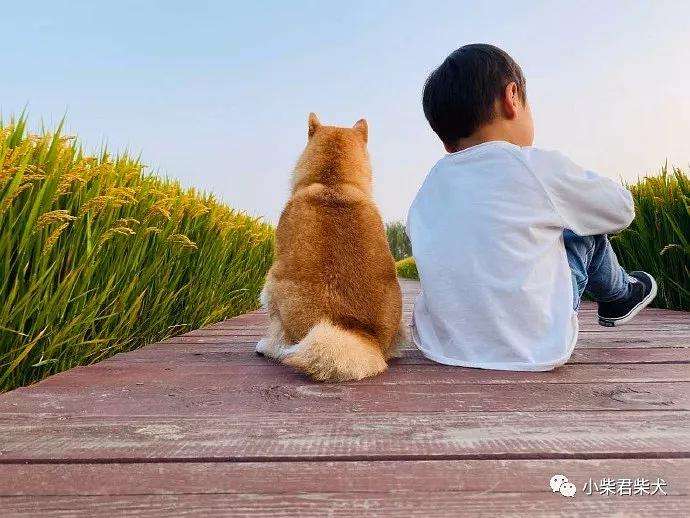 柴犬币历史最低多少钱，柴犬币历史最低多少钱一个