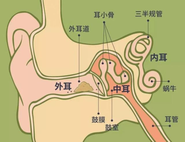 耳朵的结构，耳朵的结构有哪些