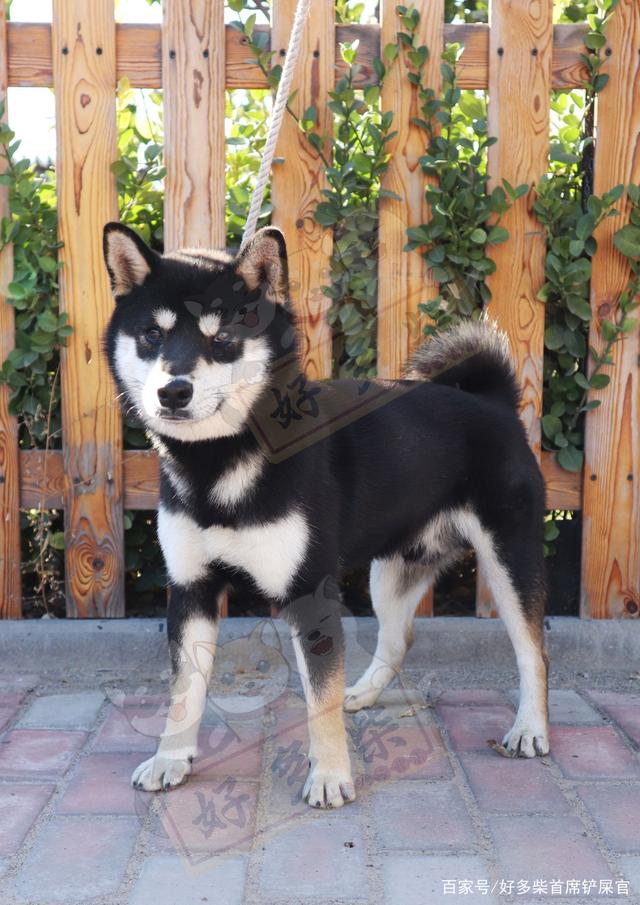 柴犬币最高价，柴犬币的市场价