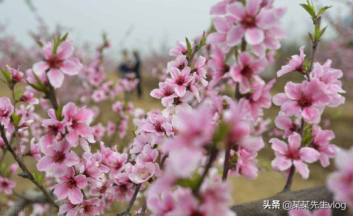 桃花煞是什么意思，年柱桃花煞是什么意思