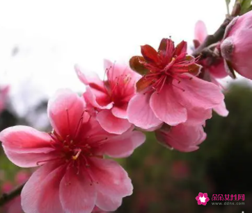 桃花煞是什么意思，年柱桃花煞是什么意思