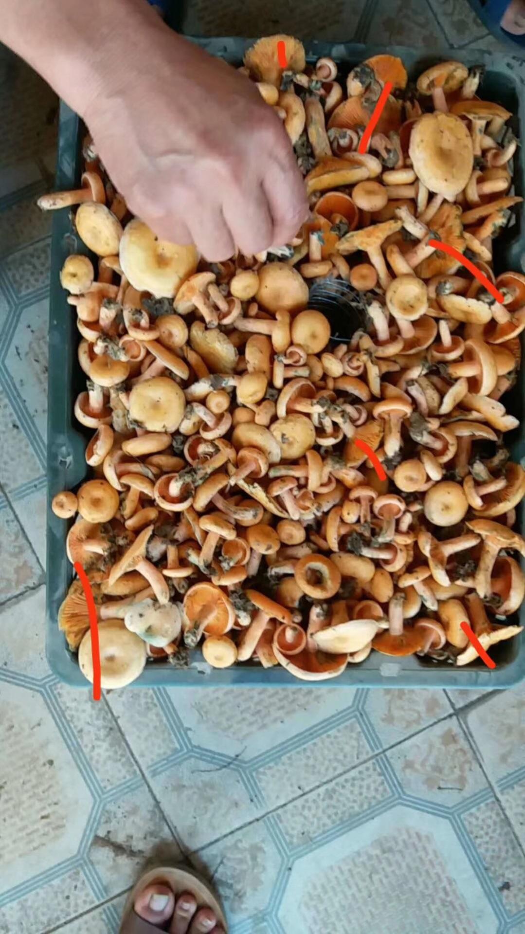 重阳菌，重阳菌子图片