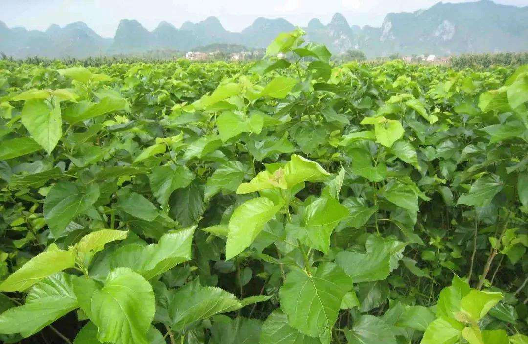 桑树种植，桑树什么时候种植