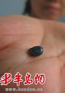 草鳖子，草鳖子图片