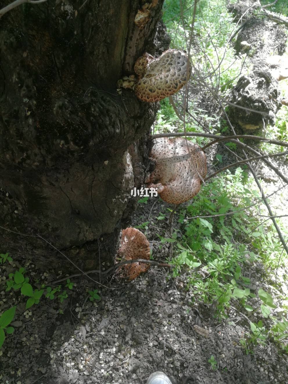 草鳖子，草鳖子图片
