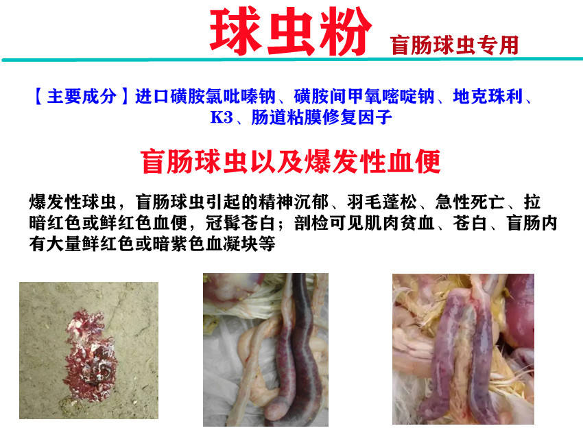 鸡球虫病，鸡球虫病治疗