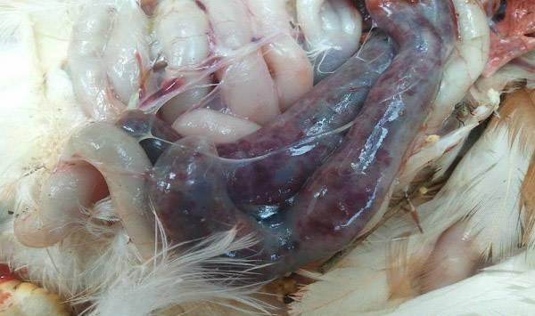 鸡球虫病，鸡球虫病治疗