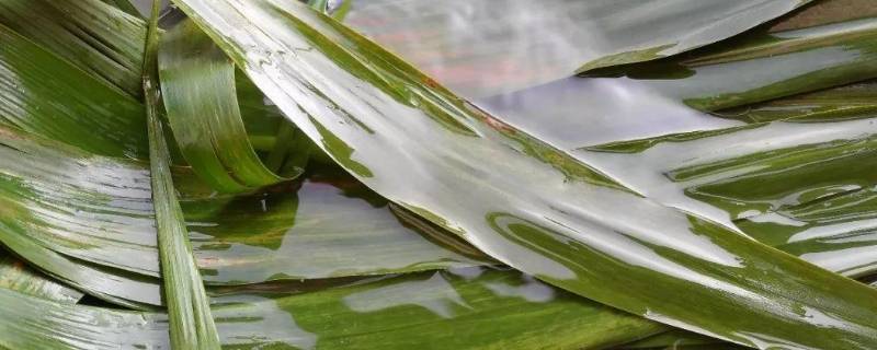 干粽叶用冷水泡还是热水泡，干粽叶用冷水泡还是热水泡包粽子的干红枣要煮吗?