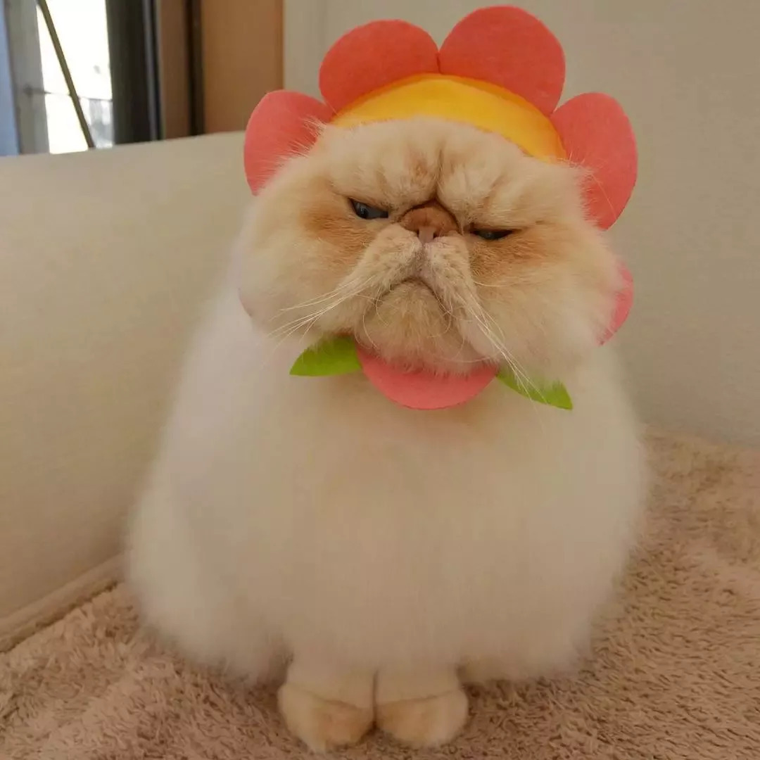 苦瓜脸，苦瓜脸的面相是什么命