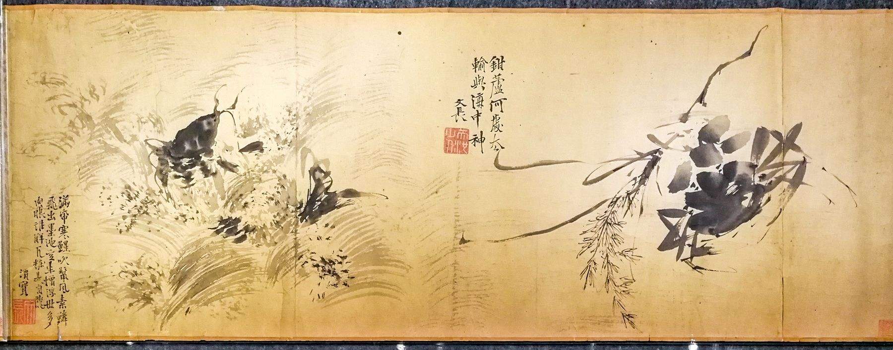 青藤白阳，青藤白阳中的青藤是指