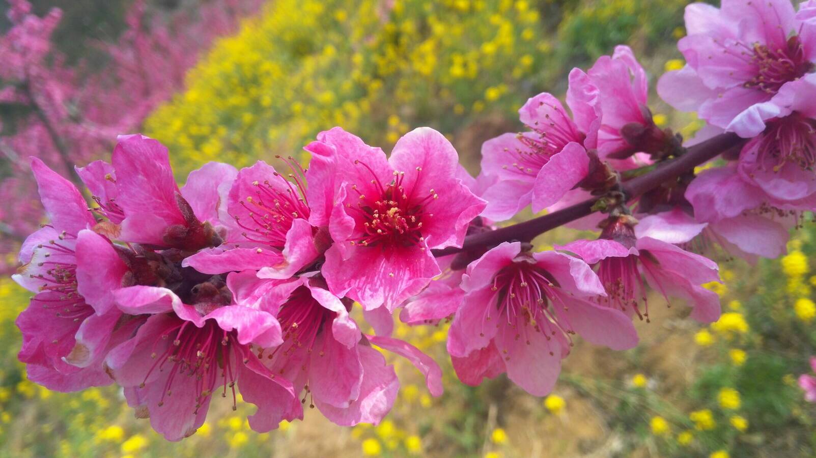 桃花开在什么季节，桃花开在什么季节最旺盛