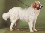 比利牛斯山犬，比利牛斯山犬幼犬