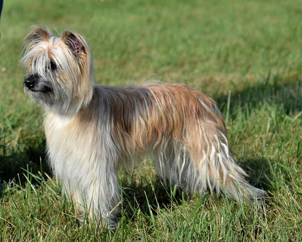 比利牛斯山犬，比利牛斯山犬幼犬