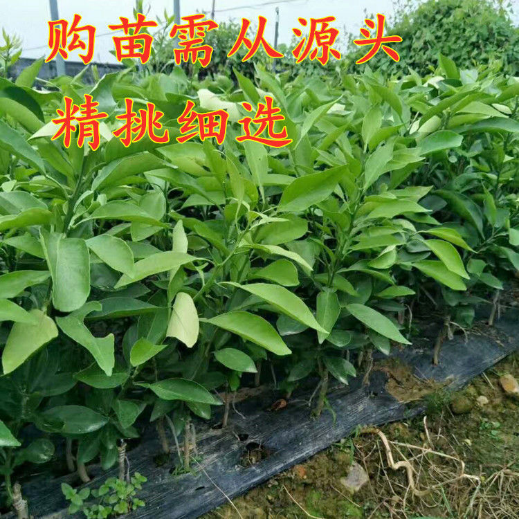 沙糖桔树苗，沙糖桔树苗哪里可以买到正宗的