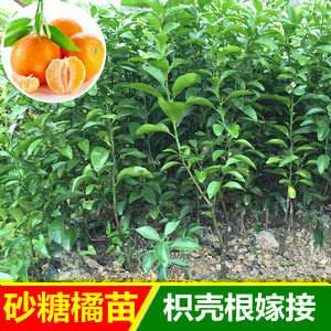 沙糖桔树苗，沙糖桔树苗哪里可以买到正宗的