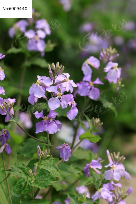 二月兰图片，二月兰的花语和象征