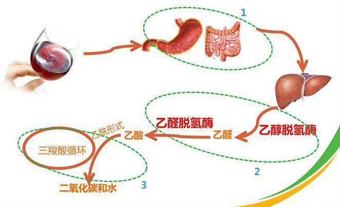 乙醇是什么东西，乙醇是什么东西 主要用途有哪些呢