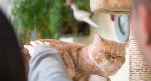 猫血，猫血尿是什么原因引起