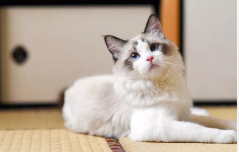 猫血，猫血尿是什么原因引起