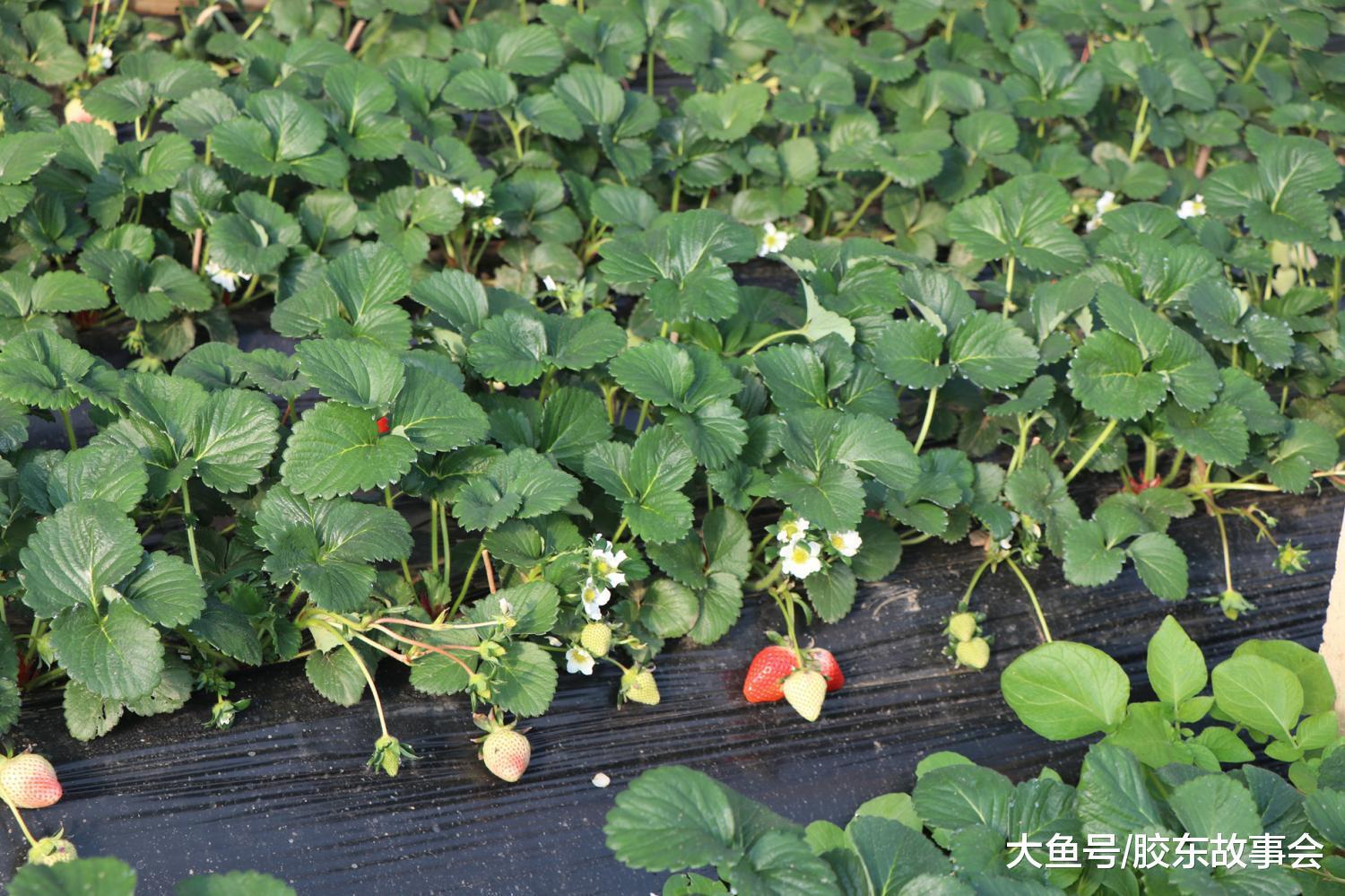 草莓种植时间和方法，家庭草莓种植时间和方法