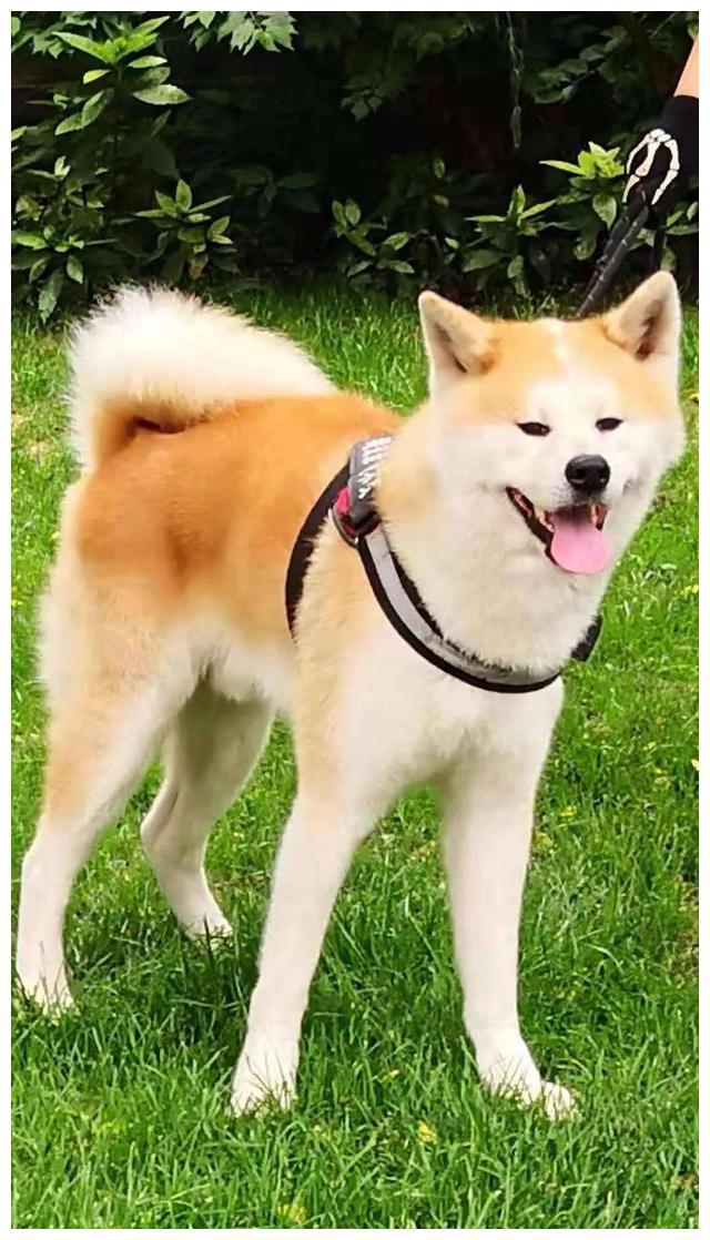 犬怎么读，犬怎么读 拼音