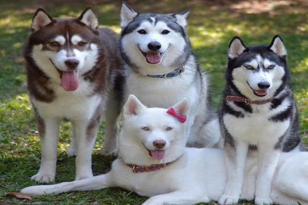犬怎么读，犬怎么读 拼音
