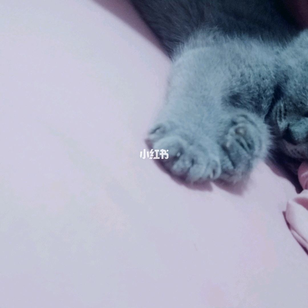 陈小辰，星辰个人真实简历
