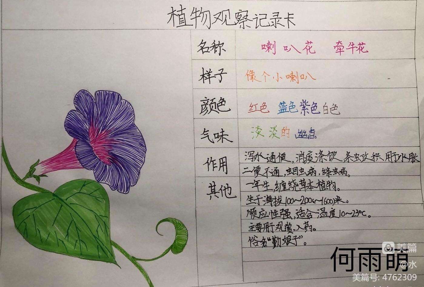 我的植物朋友，我的植物朋友300字作文三年级下册