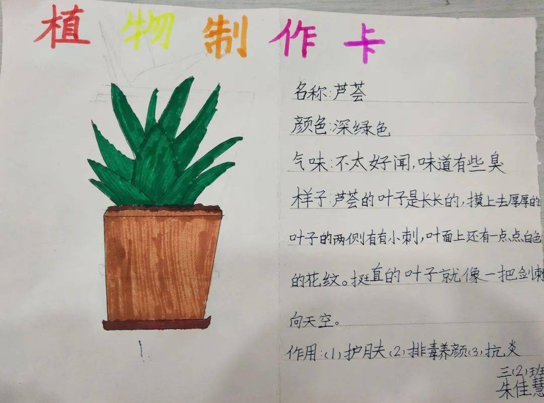 我的植物朋友，我的植物朋友300字作文三年级下册