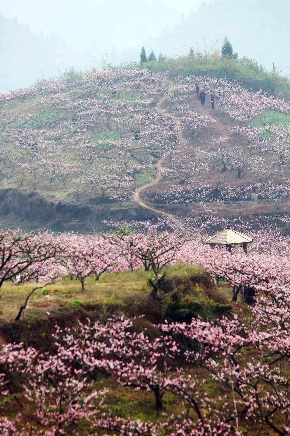 东上，东上高中是普高还是职高