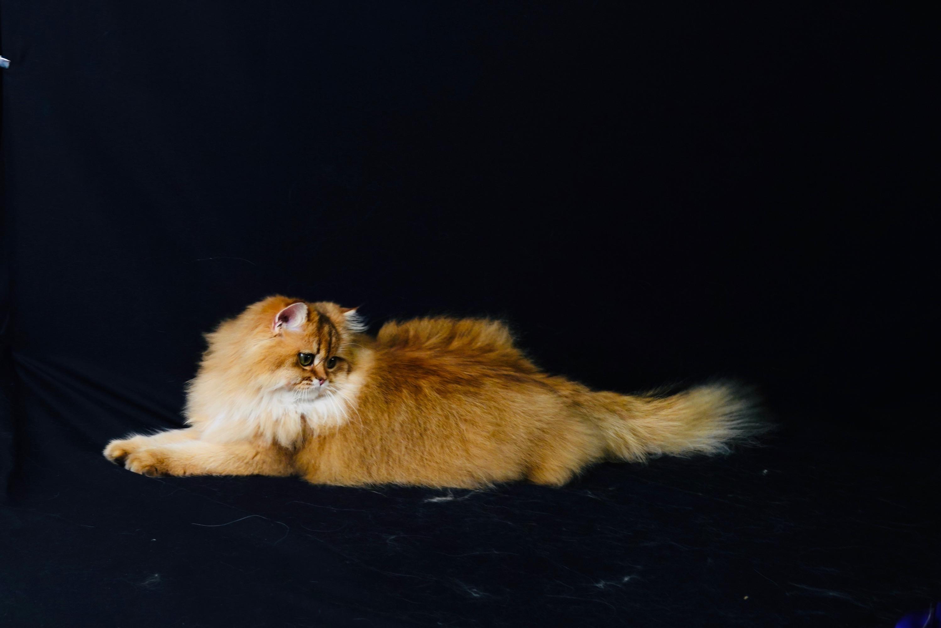 波丝猫，波斯猫是什么样子