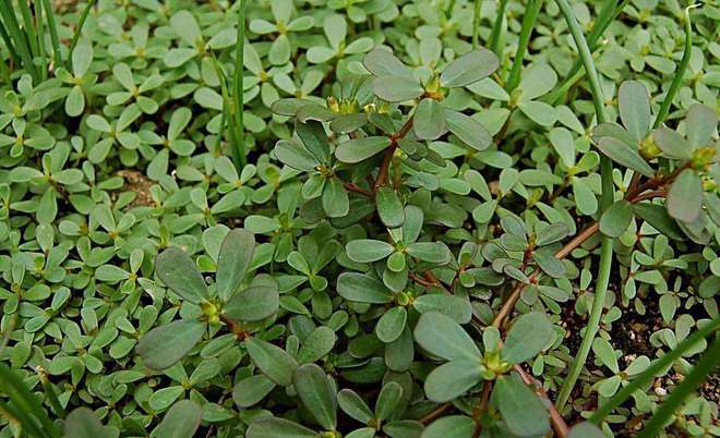 马莲菜，马莲菜又叫什么
