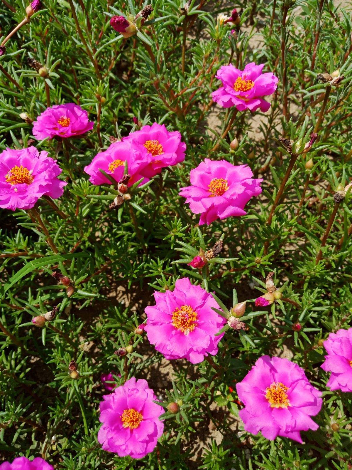 马莲菜，马莲菜又叫什么