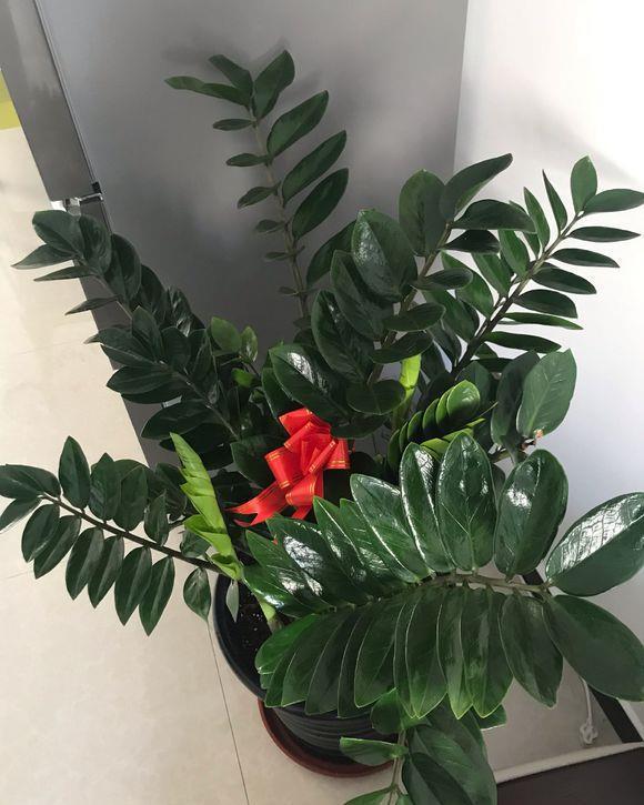家里种什么树好，家里种什么树好养