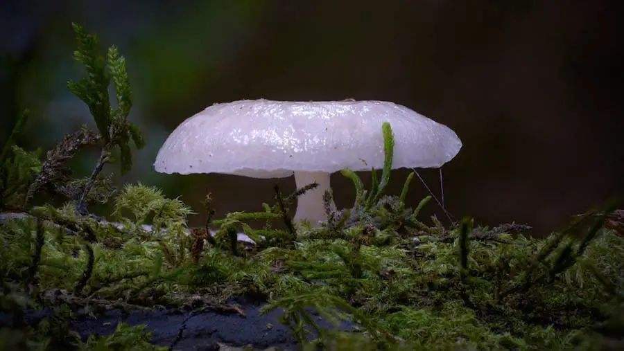 世界上最大的蘑菇，世界上最吓人的蘑菇