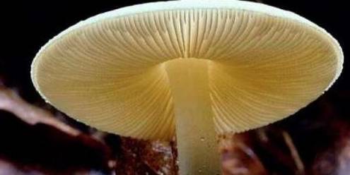世界上最大的蘑菇，世界上最吓人的蘑菇