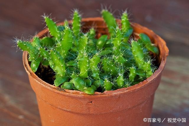 火龙果盆栽，火龙果盆栽怎么种?